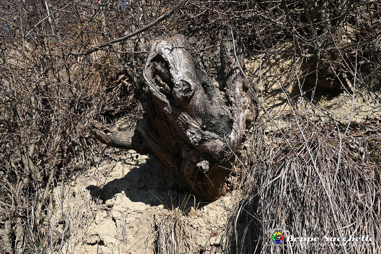 VBS_0838 - Corneliano d'Alba.jpg